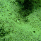Lanice sp.