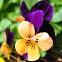 Pansy