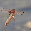 Celithemis elisa