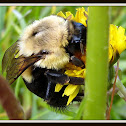 Common Eastern Bumblebee