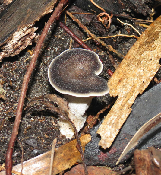 Spotting Image 1