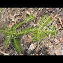 Chinese Nutmeg-Yew