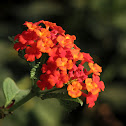 Lantana