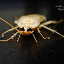 Newly Shed Cockroach