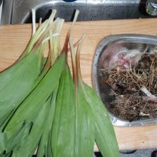 Spicy Pickled Ramps Recipe