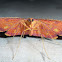 Geometrid moth