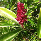 Red Ginger