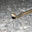 Peninsula Ribbon Snake