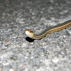 Peninsula Ribbon Snake