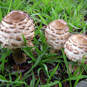 Shaggy Parasol