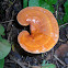 Reishi mushroom