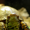 Eastern Box Turtle