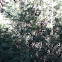 Rocky Mountain Juniper