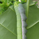 Oleander Hawk Moth caterpillar
