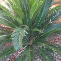 King Sago Palm