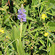 Pickerel weed