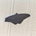 Black Witch Moth