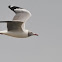 Gray-hooded Gull