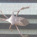 Leaf-Footed Bug