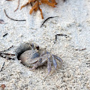 Atlantic Ghost Crab
