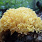 Crown-tipped Coral