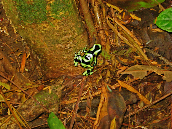 Spotting Image 1