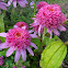 Eastern Purple Coneflower "Pink Double Delight"