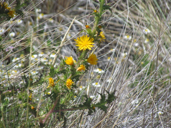 Spotting Image 1