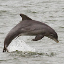 Common Bottlenose Dolphin