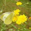 Large White Butterfly / Kupusar