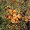 Hippophae rhamnoides (Espino amarillo. Sea-buckthorn)