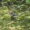 Green Heron