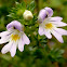 Eyebright