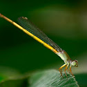 Damsel fly