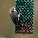 Brown-headed nuthatch