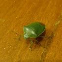 Shield bug