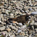 Killdeer
