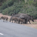 wild boar