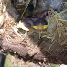 House Sparrow