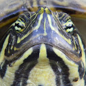 Yellow Bellied Slider