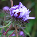 Aster(?)