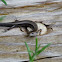 Ground skink
