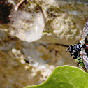 [Cylindromyia bicolor ]