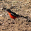 Crimson Breasted Shrike