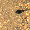 Tadpole