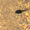 Tadpole
