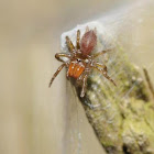 Purseweb spiderlings