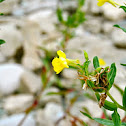 Northern False Foxglove