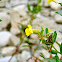 Northern False Foxglove