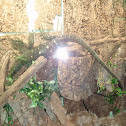 Crocodile monitor